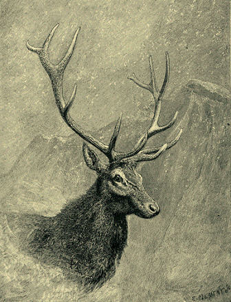 In Roosevelt's book, this drawing was titled “Head of Bull Elk,” and had a 